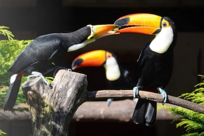 Las aves fueron declaradas de "interés municipal" en San Salvador de Jujuy, una ordenanza que establece multas de entre $20.000 a $30.000 a quienes dañen a estos animales