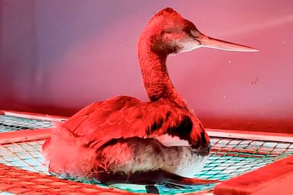 Las aves marinas, los animales más afectados por cuadros de parálisis