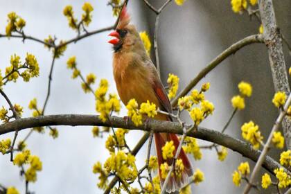 Las aves migratorias regresan al parque para disfrutar de la temporada de calor.