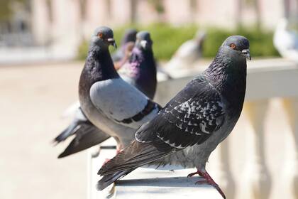 Las aves pueden llegar a presentar diversos síntomas