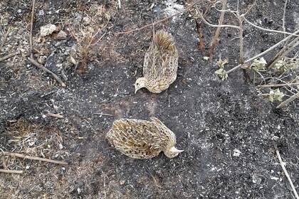 Las aves quedan atrapadas en el fuego y mueren