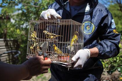 Las aves selváticas también son un bien preciado para los fabricantes de anzuelos.