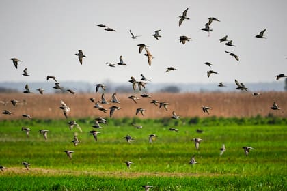 Las aves son indicadoras de la salud de los ambientes y permiten conocer los impactos del cambio climático de manera rápida