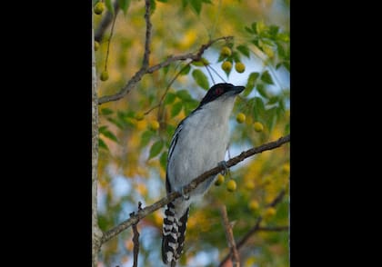 Las aves son protagonistas de las reservas: en Senderos del Monte se pueden ver 208 especies distintas