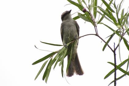 Las aves suelen frecuentar los jardines de las casas