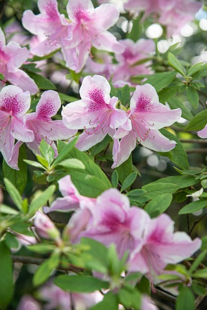 Las azaleas poseen sustancias altamente tóxicas para los gatos