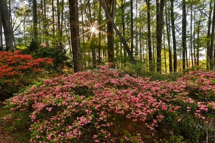 Las azaleas pueden ir conquistando terrenos