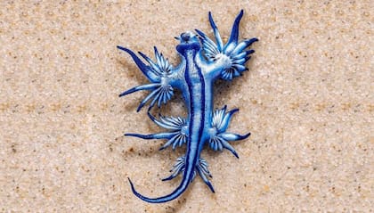 Las babosas azules se alimentan de una criatura sumamente venenosa y lo acumulan para defenderse