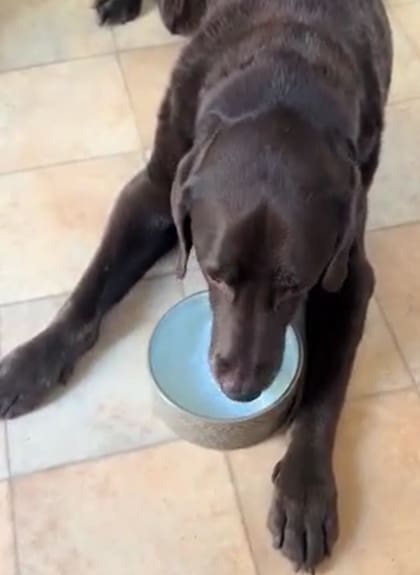 Las bacterias en el bebedero representan un peligro para el perro (Foto: @jade.the.vet.nurs)