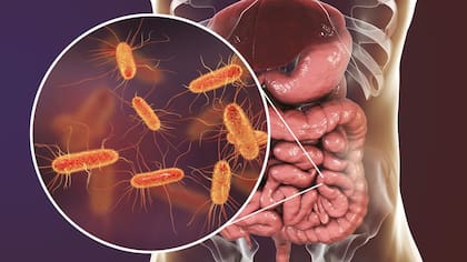 Las bacterias que viven en tu intestino se alimentan de fibra, entre otras cosas.