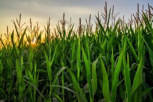 Las bacterias se mantienen activas durante todo el ciclo de crecimiento de la planta