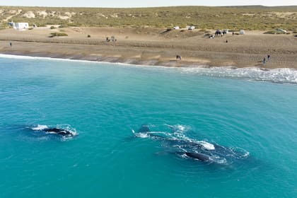 Las ballenas en la playa El Doradillo al norte de Madryn