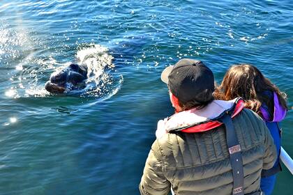 Las ballenas están en el Golfo Nuevo desde el mes de junio