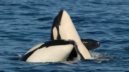 Las ballenas forman parte de los mamíferos más longevos