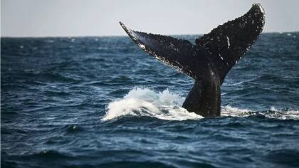 Las ballenas fueron una de las preocupaciones