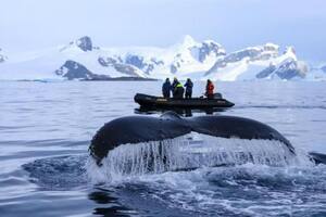 Las ballenas jorobadas migran anualmente desde zonas de reproducción tropicales hasta áreas de alimentación en aguas más frías.