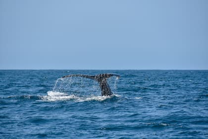 Las ballenas pueden avistarse en diversas zonas de México (Foto: Unsplash)