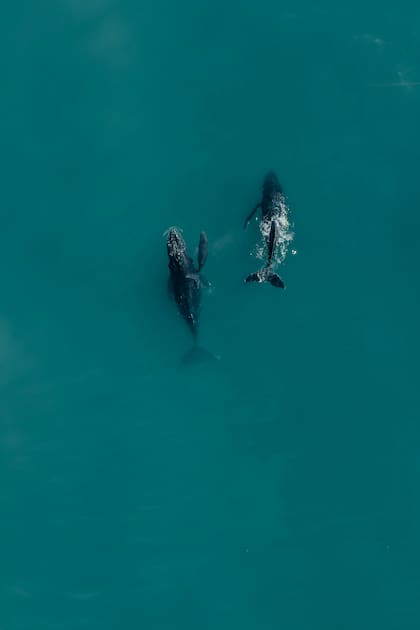 Las ballenas pueden desprender hasta 950 litros de orina por día
