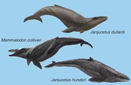 Las ballenas reinan los océanos hace millones de años (Foto: Museums Victoria)