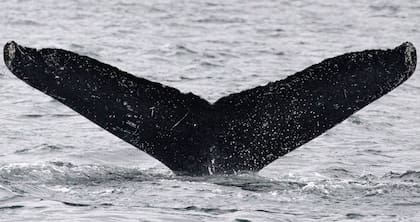 Las ballenas se pueden ver desde diferentes puntos de California (JODIFREDIANI.NOAA)