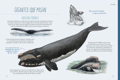 Las ballenas también eligen la costa de la provincia de Buenos Aires