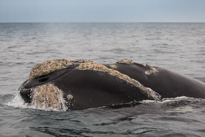 Las ballenas tienen callosidades que impactan