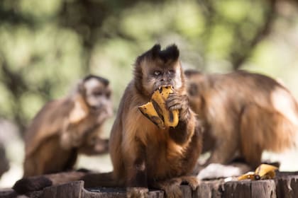 Las bananas son un codiciado tesoro. Aquí, un capuchino a la hora del postre.