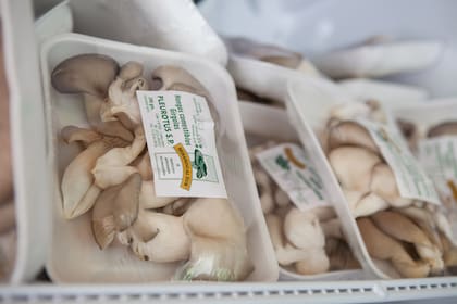 Las bandejas gírgolas están a la venta en la fábrica.