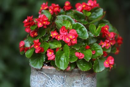 Las begonias resultan una de las plantas más atractivas debido a sus flores y a la garantía de ambientes sin humedad