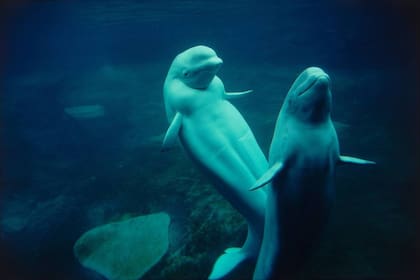 Las belugas necesitarán un tiempo de adaptación antes de ser completamente liberadas a la naturaleza marina