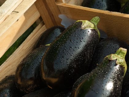 Las berenjenas son una excelente opción desde el punto de vista nutricional