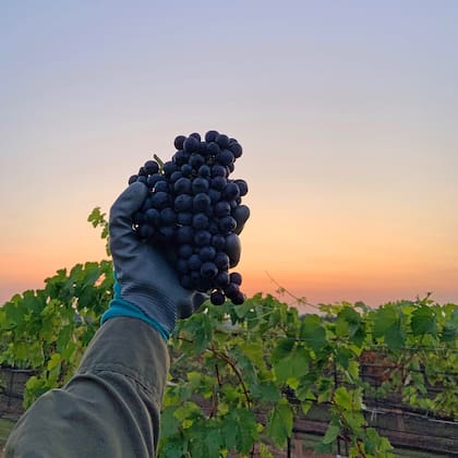Las bodegas tienen vinos elaborados con productos locales