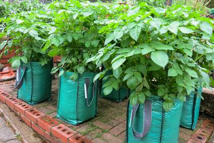 Las bolsas para cultivar papas se llenan con un sustrato liviano: compost, turba, perlita o tierra negra