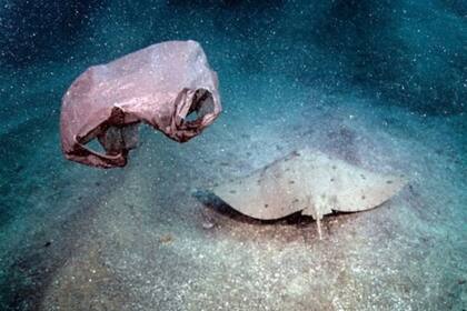 Las bolsas plásticas pueden causar obstrucción intestinal. Crédito: BBC Mundo