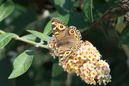 Las budlejas atraen una gran variedad de mariposas