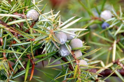 Las buenas ginebras tradicionales se aromatizan con las nebrinas (falsos frutos) del enebro Juniperus communis