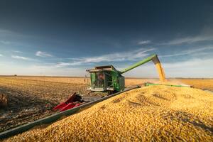El precio del maíz volvió a caer en la Bolsa de Chicago al nivel más bajo en casi cuatro años