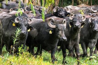 La nueva moda: yogur y quesos de búfala