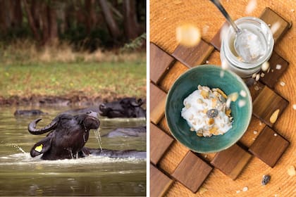 Las búfalas de Lácteos La Delfina. Y el yogur que es una delicia indiscutida.