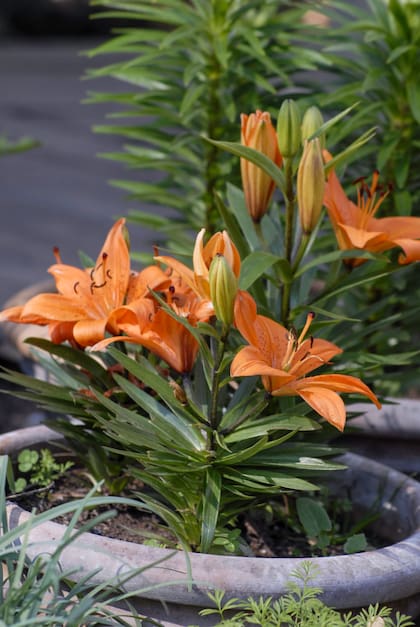 Las bulbosas aportan color y perfume, en muchos casos cuando hay poco color, como en invierno. En otros, en los meses cálidos. Vale la pena esperarlas.