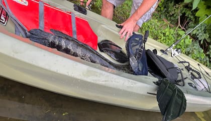 Las cabezas de serpiente tienen escamas en la cabeza con un patrón similar a una serpiente