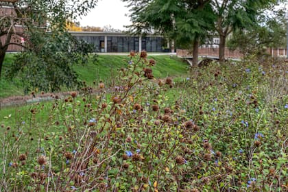 Las cabezas secas de Echinacea y los tallos persistentes de muchas perennes aportan textura y tonos profundos al jardín otoñal