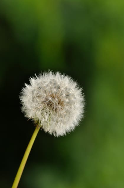 Las cabezuelas de diente de león significaban oráculo, y además servían de un módico mensajero en cuestiones sentimentales.