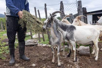 Queso de cabra: de un pueblo remoto al refinado Hotel Alvear 9 Las cabras de Sudiro.