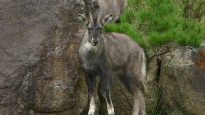 Las cabras montesas son conocidas por vivir en la DMZ