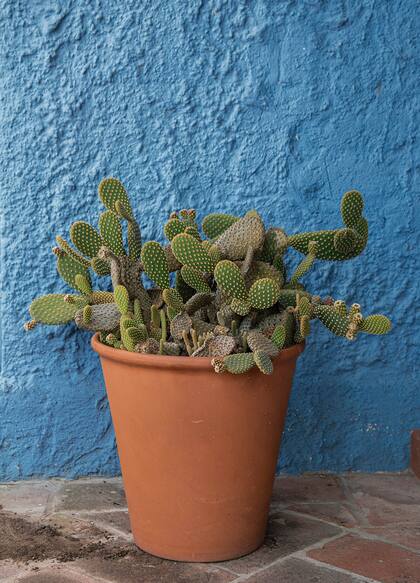Las cactáceas, como las Opuntia microdasys, crean un efecto casi escultórico donde se las ubique. En este caso, resaltan contra la pared azul añil con terminación de revoque grueso