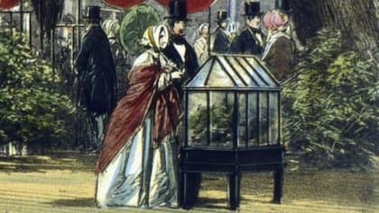 Las cajas de Ward fueron expuestas en la Gran Exposición de los Trabajos de la Industria de todas las Naciones de 1851 en Londres