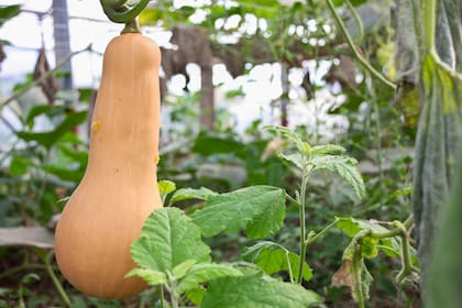 Las calabazas y zapallos, de la familia de las cucurbitáceas, presentes en tantas huertas hogareñas, son muy ricas en antioxidantes, fibra e hidratos de carbono.