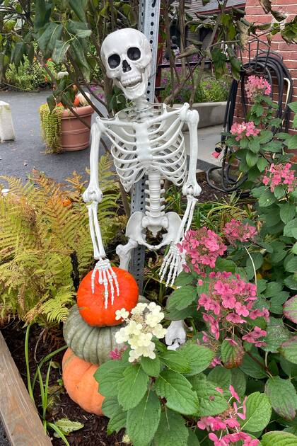 Las calaveras y los esqueletos forman parte de la decoración en jardines, patios y veredas durante Halloween.
