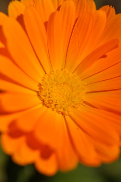 Las caléndulas significan, en este particular idioma, “pena” o “disgusto”, y trenzada con otras flores que significan buenas emociones: “La cadena de la vida donde inexorablemente se suceden gratos y malos momentos”.